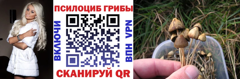 Купить закладки  Мурино  Галлюциногенные грибы MAGIC MUSHROOMS 
